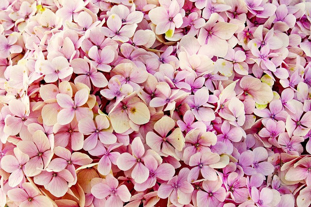 Floreali